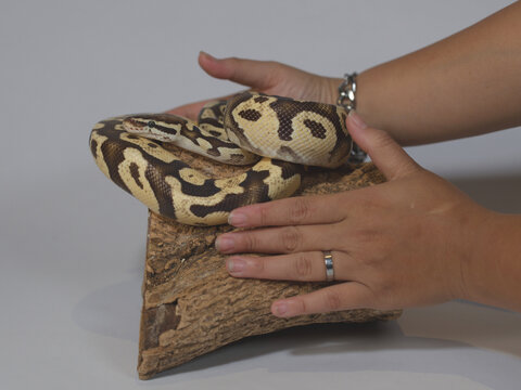 Person Holding Yellow Pastel Ball Python Coiled on Wooden Log
