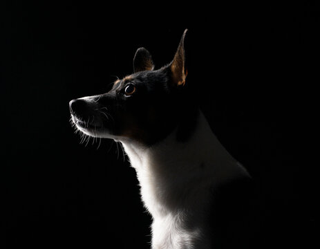 Studio portrait of a mini Foxy