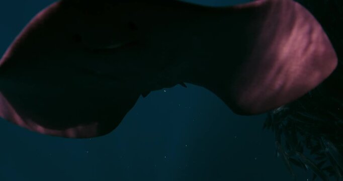School of Mackerel Scad and Skipjack Tuna Swimming Underwater in the Ocean in Real Time