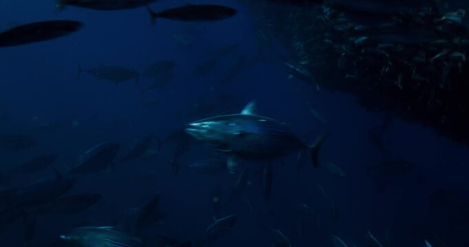 School of Mackerel Scad and Skipjack Tuna Swimming Underwater in the Ocean in Real Time
