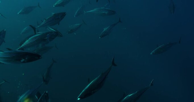 School of Mackerel Scad and Skipjack Tuna Swimming Underwater in the Ocean in Real Time