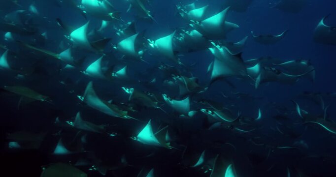 Giant Oceanic Manta Ray Swimming Underwater in Real Time, Raw Log Footage