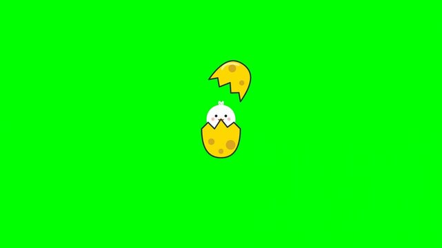 2D flat animation of a cute baby chick hatching from a yellow egg on green screen chroma key background for Easter holidays, spring seasons, and new beginning concepts