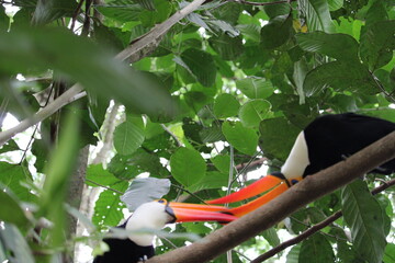 Tropical toucan perched on branch in lush green foliage with vibrant © Felipe