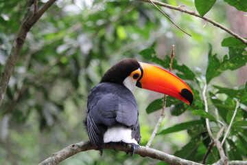 Toucan bird perched on branch in lush green forest with vibrant beak © Felipe