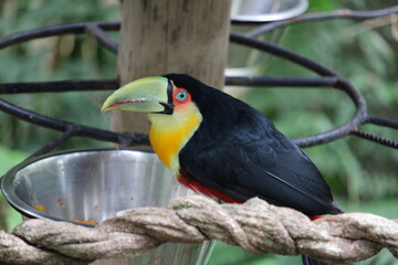 Colorful toucan bird perched on feeding platform in natural habitat © Felipe