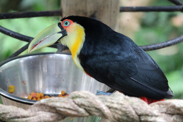Toucan bird eating colorful food from metal bowl in natural outdoor © Felipe