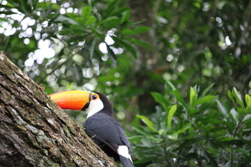 Toucan perched on tree branch in lush green forest with vibrant beak © Felipe
