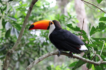 Toucan bird perched on branch in lush green forest with vibrant beak © Felipe