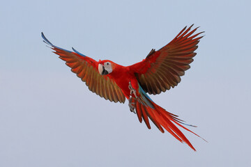 A colorful scarlet macaw parrot is flying in the sky. Free-flying bird © Passakorn