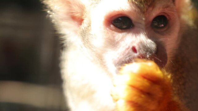 close up of a monkey 