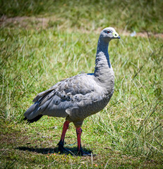 beautiful photo of a cape barren goose walking in their natural habitat at Philip Island Australia © Saif