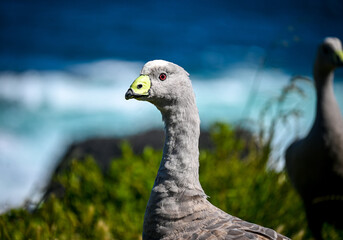 beautiful closeup shot of a cape barren goose in their natural habitat at Philip Island with ocean at back © Saif