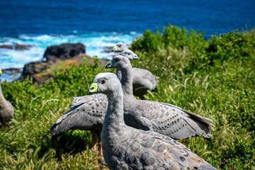 beautiful photo of a cape barren geese in their natural habitat at Philip Island with blue ocean at back on a sunny day © Saif
