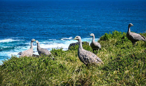 beautiful photo of a cape barren geese in their natural habitat at Philip Island with ocean at back
