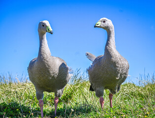 beautiful photo of a cape barren goose pair looking at each other in their natural habitat at Philip Island Australia © Saif
