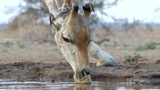 Giraffe drinks at a waterhole while oxpeckers feed on parasites around its head, probing its ear and ossicones. Close-up wildlife footage showing natural symbiotic relationship, dry season in Botswana