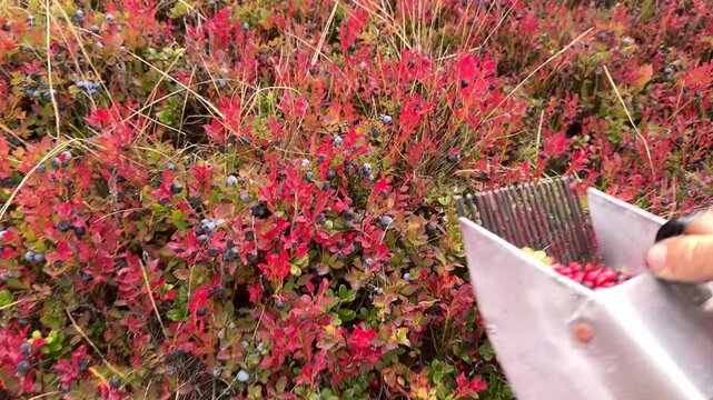 Autumn berry harvest in Carpathians, lingonberries and bilberries collected with special scoop comb rake, rustic traditional tool highlighting rural lifestyle and seasonal gathering