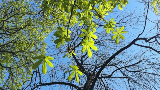 Conker tree Aesculus hippocastanum fresh green leaves in spring.