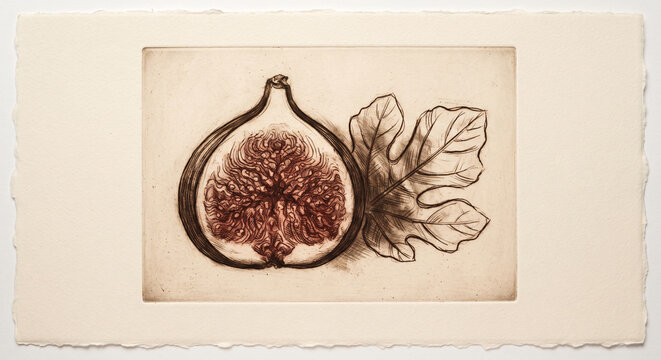 Botanical Fine Art Drypoint Etching Sliced Mediterranean Fig and Leaves Background