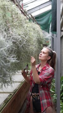 Professional positive woman botanist inspecting conditions of lush Tillandsia hanging plant in nursery, thoughtful female gardener examining exotic plant, responsibilities and plant care in orangery.