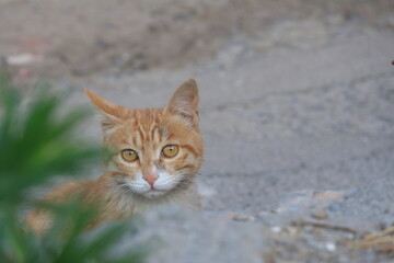 cat on the ground © 悦康 孙