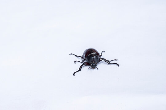 Rhinoceros beetle Xylotrupes gideon isolated on white background. Shiny dark brown horn beetle crawling isolated on white background