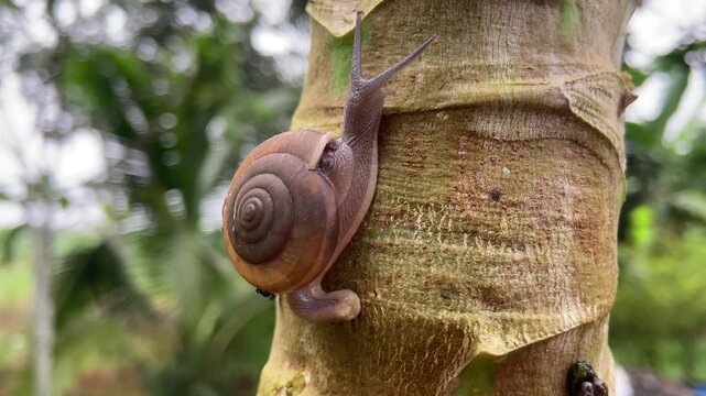 A snail with a brown shell slowly climbs up a textured tree trunk, with lush green foliage in the soft-focus background