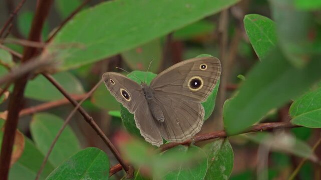 Close-up of Satyrine Butterfly Opening and Closing Wings with Eyespots on Green Leaf