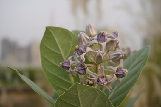 Calotropis gigantea crown flower blooming outdoors in natural sunlight, showing detailed purple floral structure, green leaves, latex milky sap plant, traditional herbal medicinal flora concept.