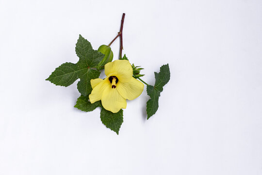 Okra flower Abelmoschus esculentus isolated on white background. Yellow okra flower Abelmoschus esculentus with green leaf isolated on white background