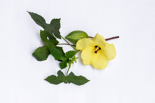 Okra flower Abelmoschus esculentus isolated on white background. Yellow okra flower Abelmoschus esculentus with green leaf isolated on white background