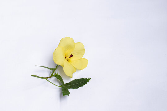Okra flower Abelmoschus esculentus isolated on white background. Yellow okra flower Abelmoschus esculentus with green leaf isolated on white background