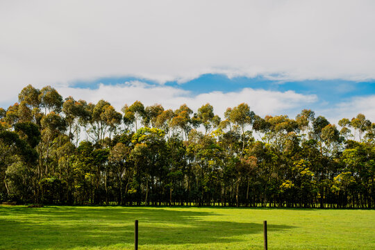 Towering eucalyptus trees rises above a lush green pasture, their upper canopies glowing with warm golden sunlight under cloud-filled sky, with farm fence in  foreground, Terang, Victoria, Australia
