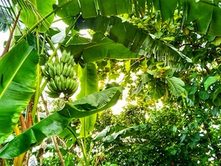 Green bananas hanging on a tree © Me Faqih
