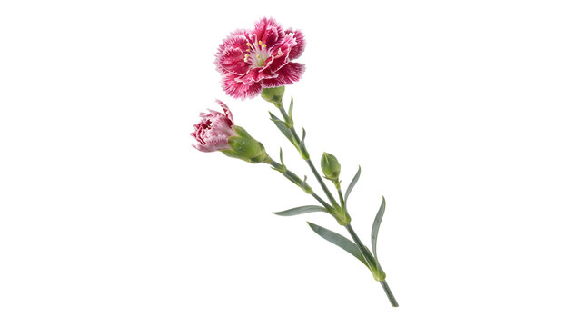 Beautiful pink and white carnation flower with a delicate bud and green stem for a romantic florist advertisement or a luxury wedding invitation card transparent background