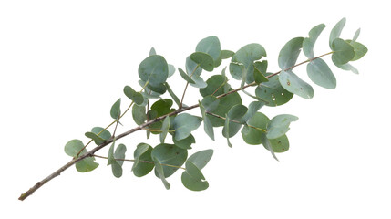 Eucalyptus branch with green leaves on transparent background PNG with alpha channel © rudmila
