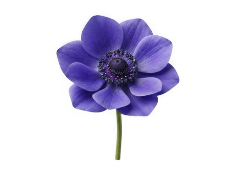 Vibrant purple anemone flower on transparent