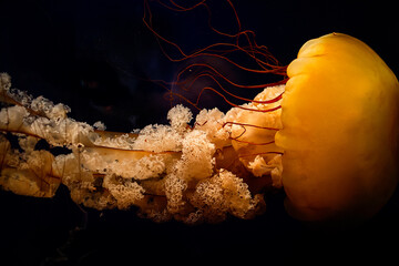 Large Jelly Fish © Keith M. Barnett