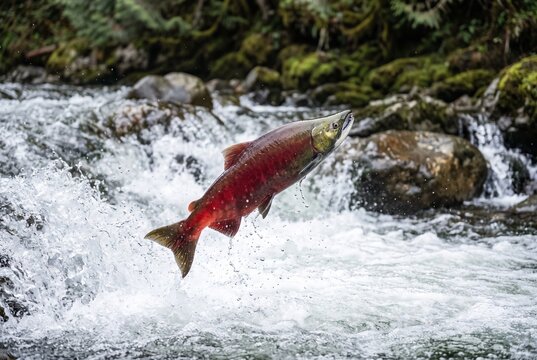 Sockeye salmon jumping upstream through rushing rapids and waterfall in a natural river   