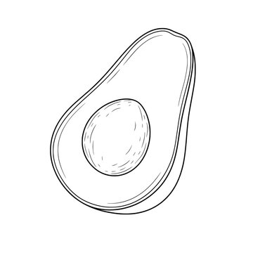vector illustration of an avocado