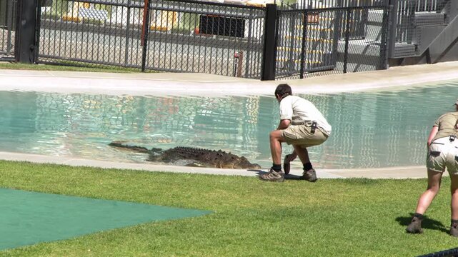 Zookeepers Feeding Saltwater Crocodile During Wildlife Show in Beerwah