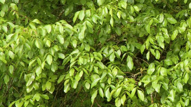 Lush Green Walnut Tree Foliage Swaying in Gentle Summer Breeze