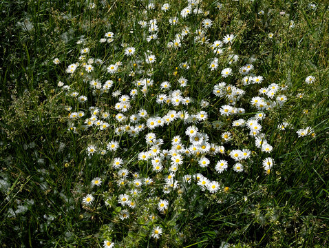 Close-Up Patch of Wild Oxeye Daisies (Leucanthemum vulgare) in Meadow