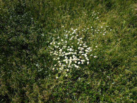 Cluster of Wild Oxeye Daisies (Leucanthemum vulgare) in a Grassy Field