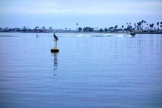 Brown pelican sitting quietly atop a water marker in Mission bay on overcast summer morning while a motorized boat cruises across in San Diego, CA
