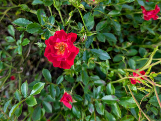 Obraz premium Red Garden Roses (Rosa) Blooming on Dense Shrub