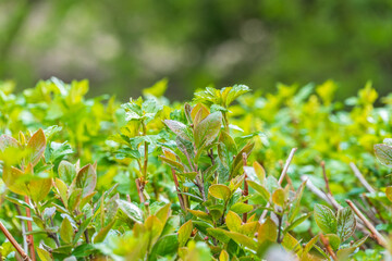 Green leaves with water drops after rain © Dmitrii Potashkin