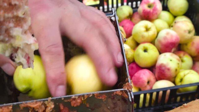 Man's hand pressing ripe, fresh apples through a manual fruit crusher to create pulp for making cider or juice, with a crate of harvested apples visible in the background