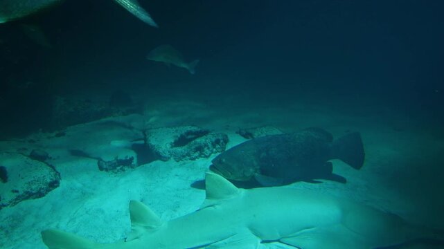 Underwater shot of an endangered smalltooth sawfish resting on the sandy seabed alongside a giant goliath grouper while tarpon swim above.